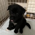 生後1ヶ月子犬