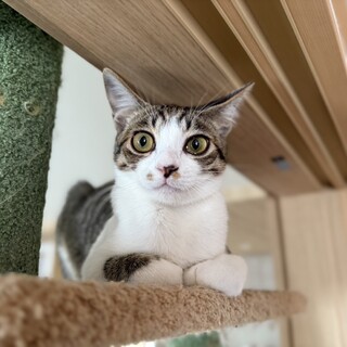 猫らしい可愛い女の子みかんちゃん