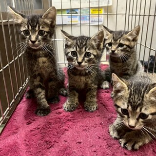 キジトラ4兄弟！１枚目の写真：1番左の子