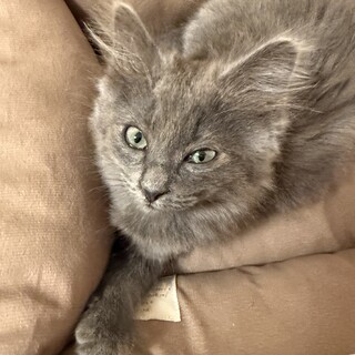 【急募】グレーの長毛猫ちゃんです。