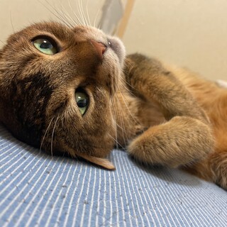 アビシニアン×スコティッシュ