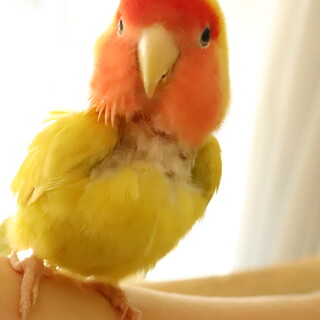 毛引き症のコザクラインコ　男の子　6歳