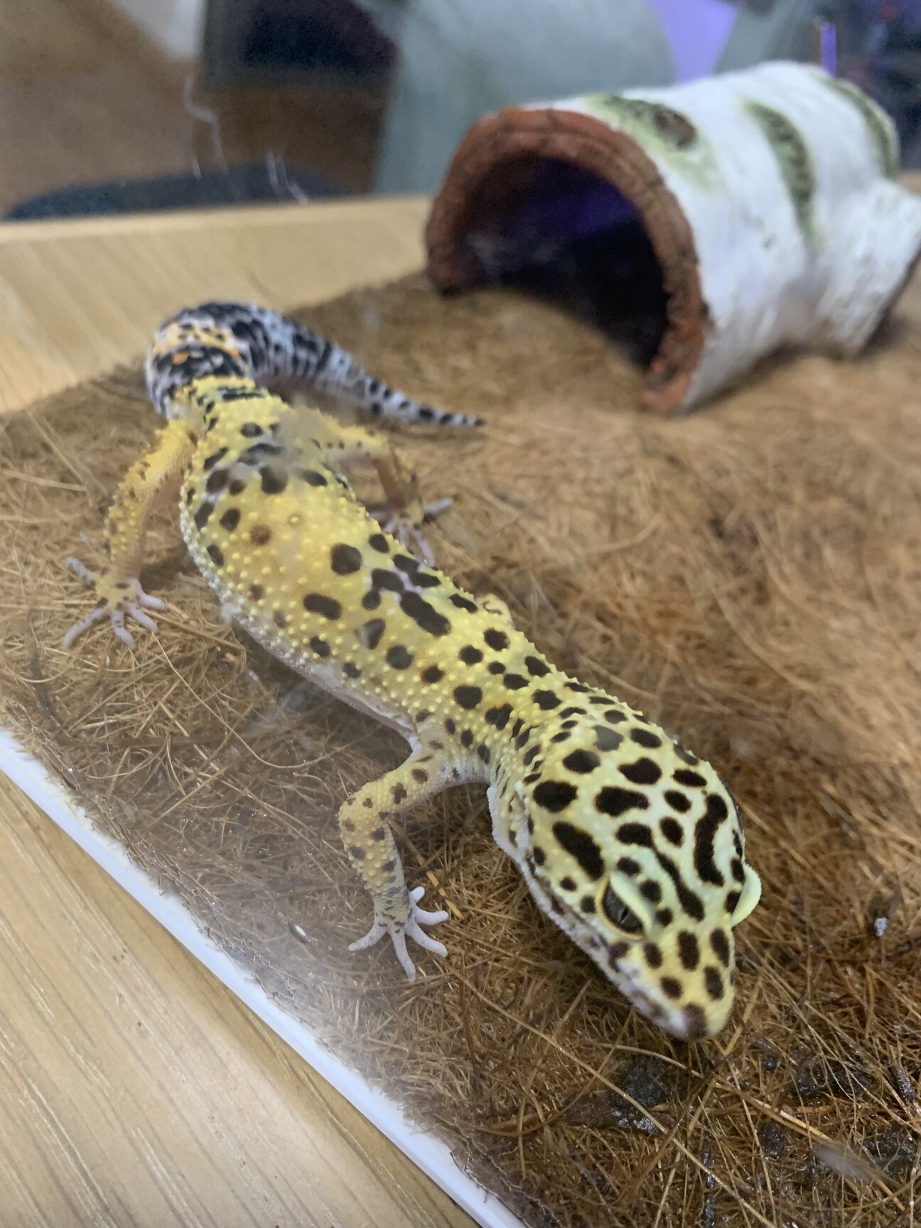 ☆★爬虫類ゲ―ジ★☆【格安】 ボルパイの里親様も同時に募集中 爬虫類ゲ―ジ【格安】 ボルパイの里親様も同時に募集中 【公式通販】