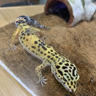 ヒョウモントカゲモドキ1匹、クレス1匹