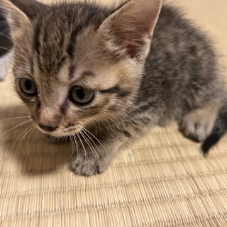 キジトラ　正統派可愛い子猫　オス　2ヶ月
