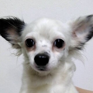 まめこさん　ブリーダー引退ママに家族を