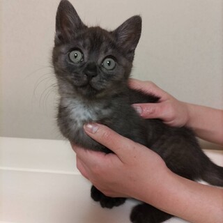 黒トラの保護猫里親募集情報 :: ペットのおうち【里親決定29万頭！】