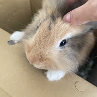 チュチュ