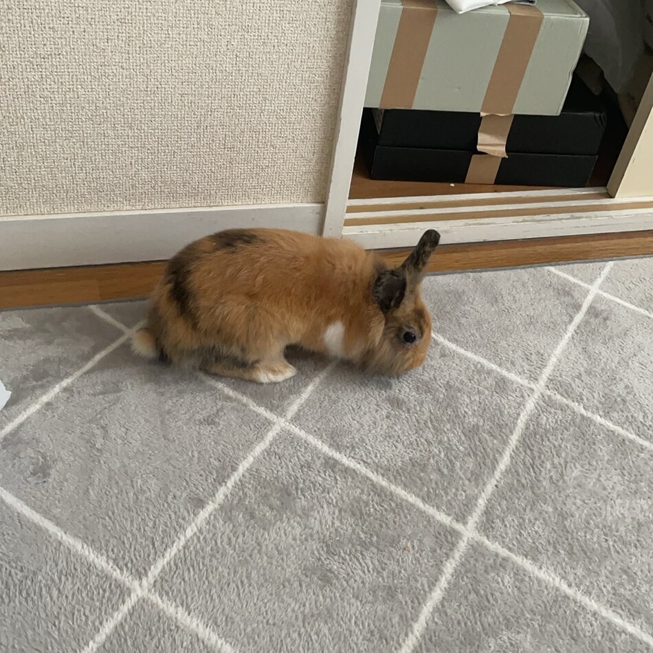 チュチュのカバー写真