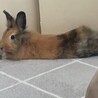 の写真