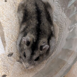 ジャンガリアンハムスターの女の子です