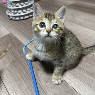 遊ぶの大好き♡ななちゃん2ヶ月4兄妹