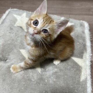 元気いっぱい甘えん坊♡ねねちゃん2ヶ月4兄妹