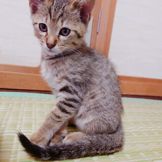 早期不妊手術チップ済み4姉妹2/4