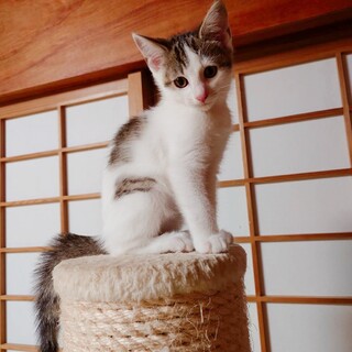 早期不妊手術チップ済み4姉妹 3/4