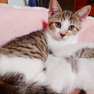 早期不妊手術チップ済み4姉妹 4/4