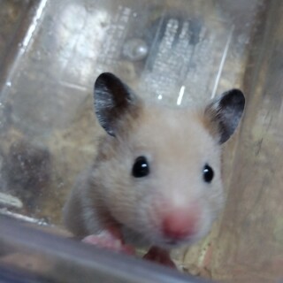 可愛い１ヶ月のハムスター(キンクマ女)②