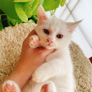 早期不妊手術チップ済み白猫♂