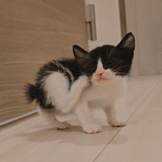 生後2ヶ月♡可愛い白黒くん！