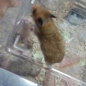 少し活発な１ヶ月ハムスター(茶女)③
