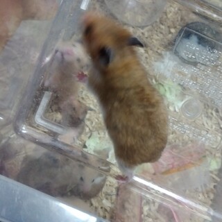 少し活発な１ヶ月ハムスター(茶女)③