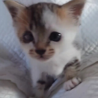 生後1ヶ月♡ミケちゃん♡右目の治療を頑張ってます！