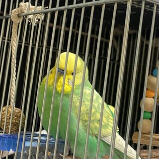 セキセイインコ2羽里親募集