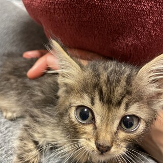 1ヶ月半のキジトラ女の子 6つ子の１匹