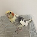 オカメインコ3歳⚫️どうもありがとうございました