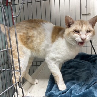 緊急！キャリアですがとっても人懐っこい