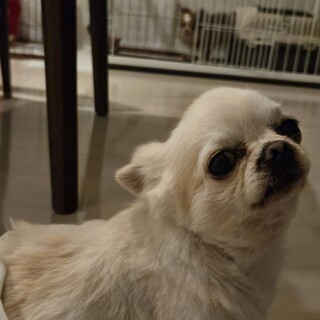 人懐っこいレンの家族を募集します。