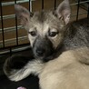 一旦募集停止します サムネイル3