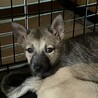 一旦募集停止します サムネイル5