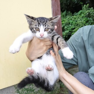 子猫産まれました！生後1ヶ月☆