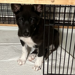 性格の優しい子です