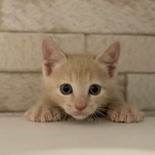 ♪♪クリーム色男子♪かなでくん（仮）家族募集中♪♪