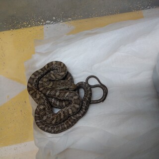 アオダイショウ　ベビー　赤ちゃん