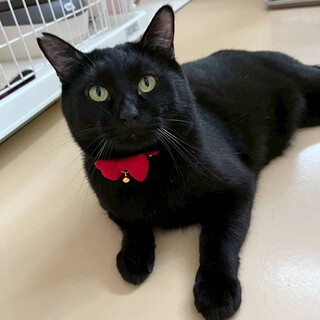 人が大好き！まるまると大きな黒猫の男の子