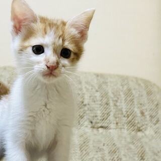 みずきちゃん(新しい家族が決まりました)