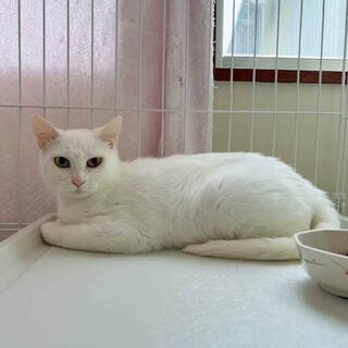 甘えん坊で綺麗な顔立ちの白猫さん