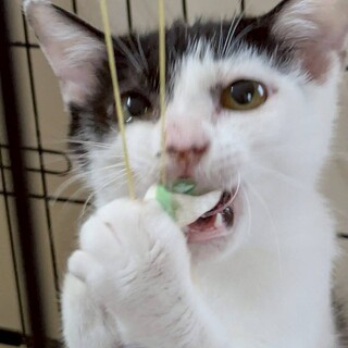 綺麗な尻尾、小柄な白黒の女の子。