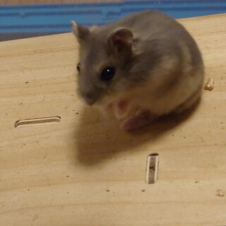 ジャンガリアンハムスターの里親募集中