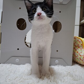 はちわれ子猫3か月★るかくん