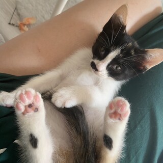 八割れ風三毛ちゃん