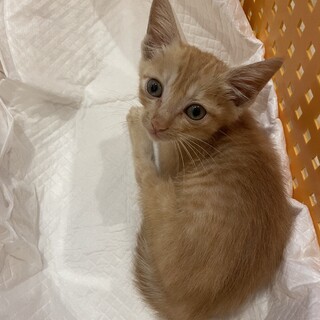 【募集終了】素敵な家族にご縁がありました！