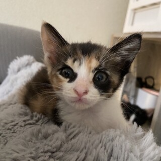 おっとりうめちゃん