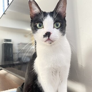 抱っこ大好きなはちのすけ君♂甘えん坊です！