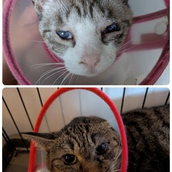 「［あおいちゃん］［こももちゃん］の経過」サムネイル1