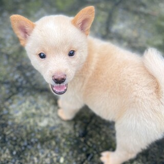 【保健所レスキュー】甘えん坊のローズマリーちゃん