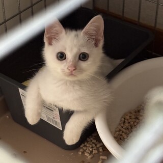 元気な白子猫の女の子！